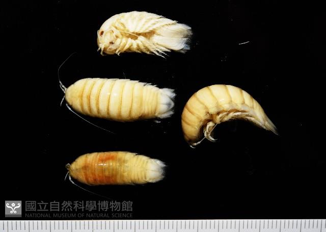 道氏紡錘水虱藏品圖，第2張