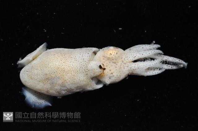 雙列微鰭烏賊藏品圖，第2張