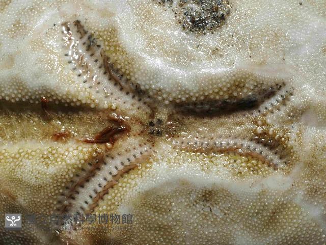 呂宋沐海壺藏品圖，第2張