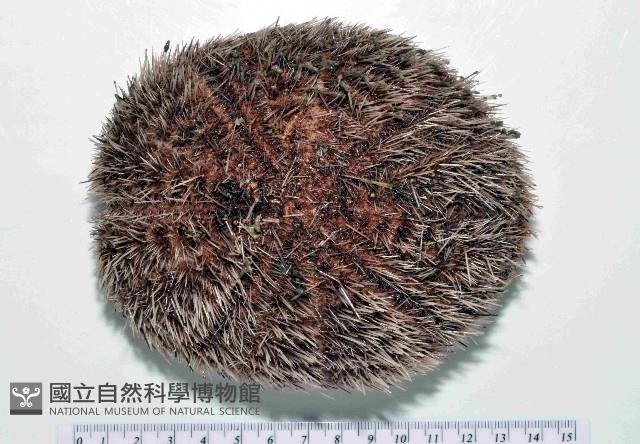 易碎脆心形海膽藏品圖，第2張
