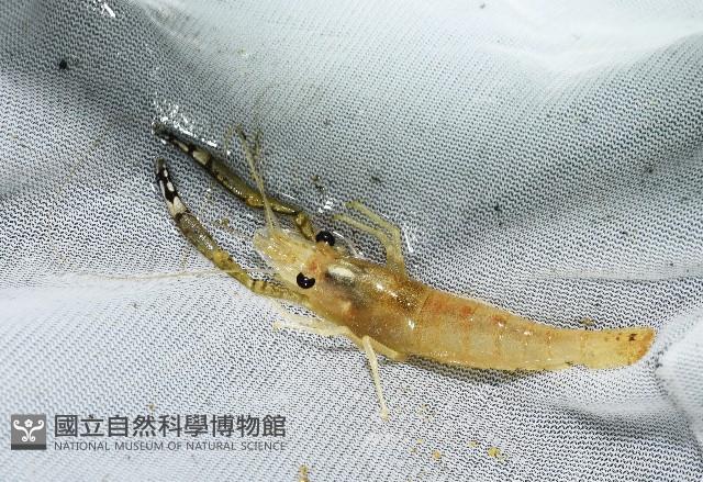 貪食沼蝦藏品圖，第2張