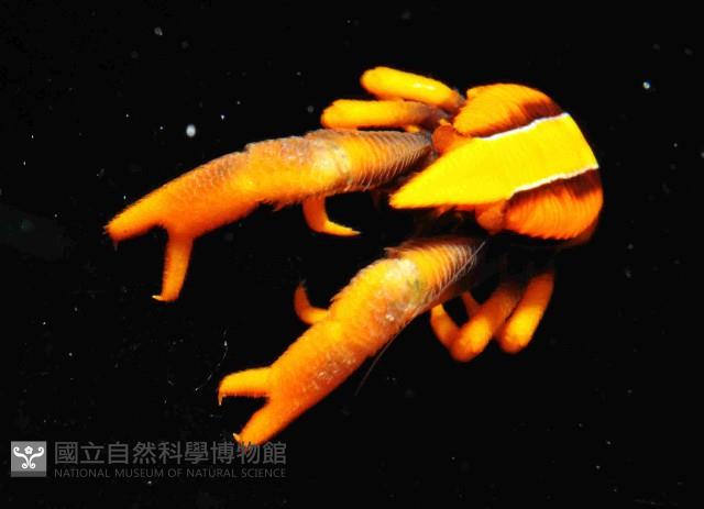 美麗異鎧蝦藏品圖，第2張