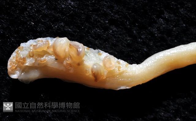 長腕烏賊藏品圖，第2張