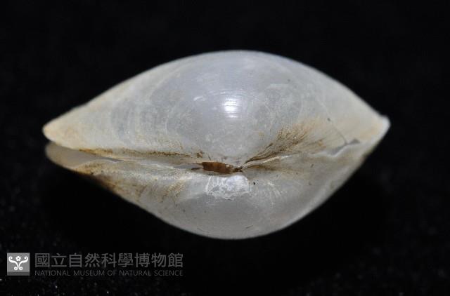 登錄號:006900-00010藏品圖，第2張
