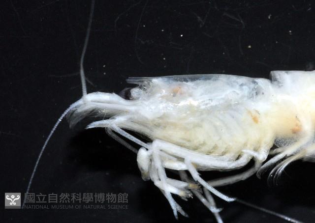 西表島新米蝦藏品圖，第2張