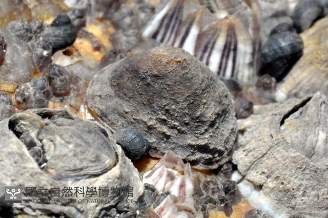 花帽青螺藏品圖，第2張