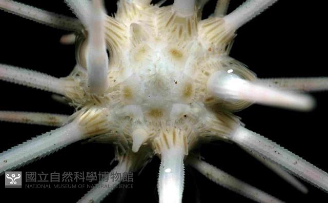 環棘柄頭帕藏品圖，第2張