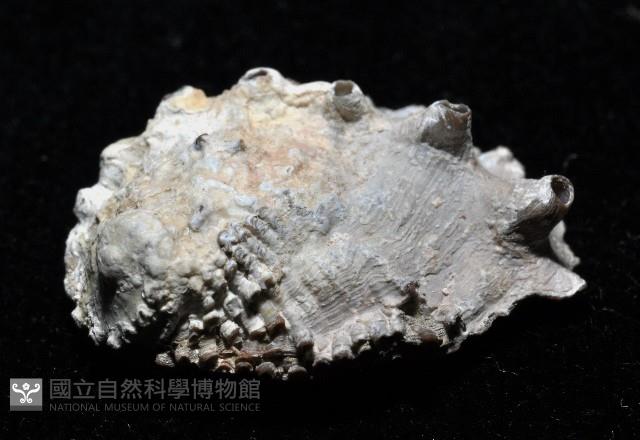 侏儒鮑螺藏品圖，第2張
