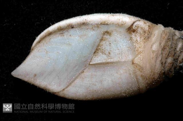 小甲小鎧茗荷藏品圖，第2張