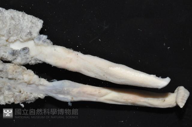 未知種棘海鰓藏品圖，第2張