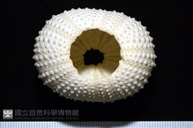 梅氏長海膽藏品圖，第2張