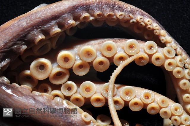 新種章魚tw5藏品圖，第2張