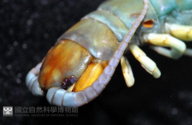 未知種衛蜈蚣藏品圖，第2張
