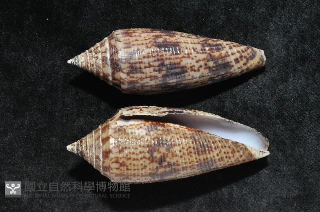 長芋螺藏品圖，第2張