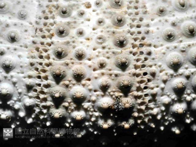 杜氏窪角海膽藏品圖，第2張