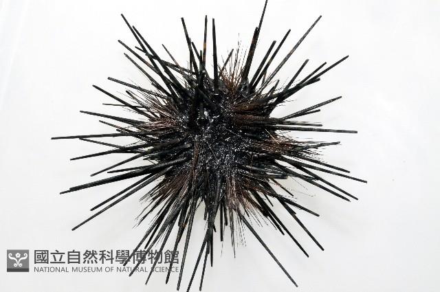 冠刺棘海膽藏品圖，第2張