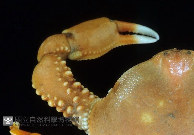 鴨額玉蟹藏品圖，第2張