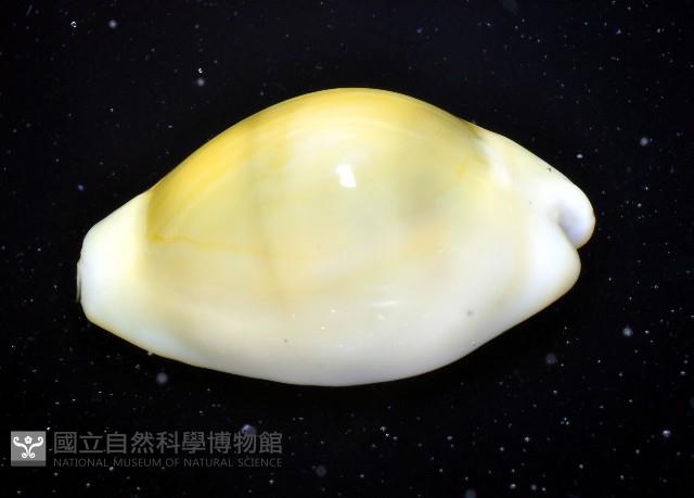 黃寶螺藏品圖，第2張