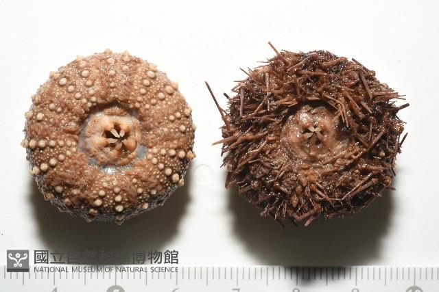 魯氏硬海膽藏品圖，第2張