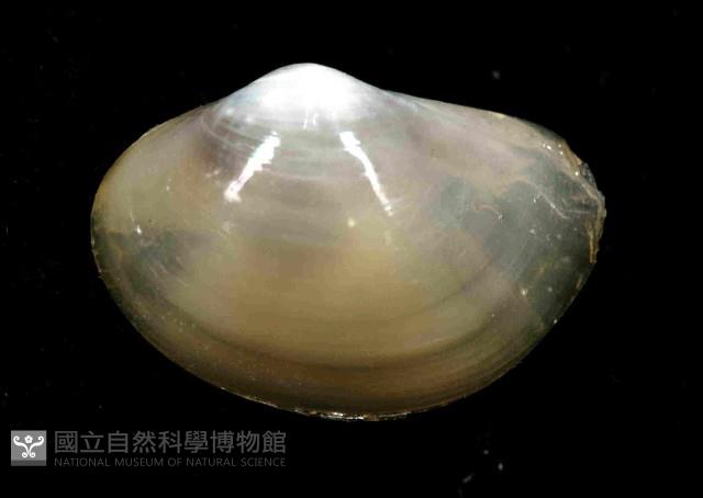 未知種黃錦蛤藏品圖，第2張