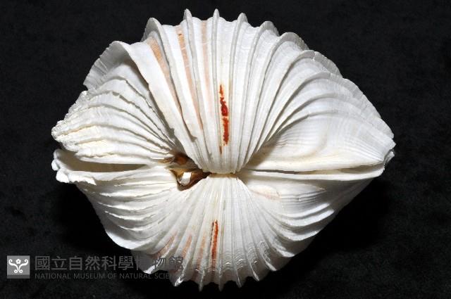 女神鳥尾蛤藏品圖，第2張