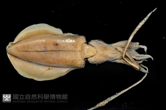 萊氏擬烏賊藏品圖，第2張