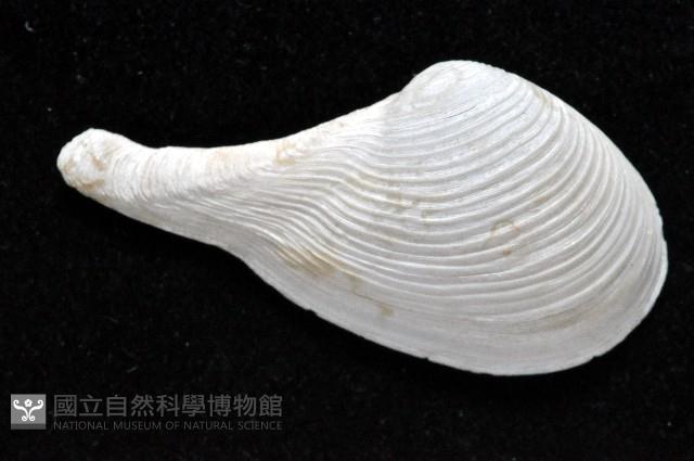 登錄號:007034-00050藏品圖，第2張