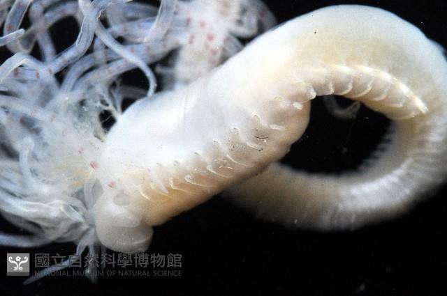 未知種蟄龍介蟲藏品圖，第2張