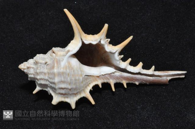 寶島骨螺藏品圖，第2張