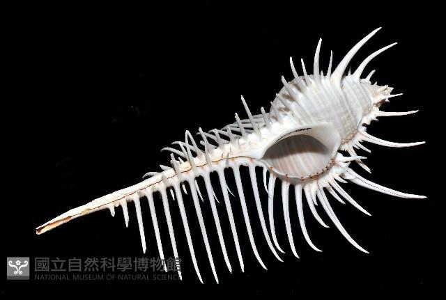 維納斯骨螺藏品圖，第2張