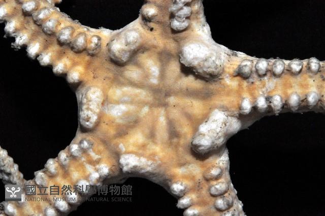 鞭枝蛇尾藏品圖，第2張