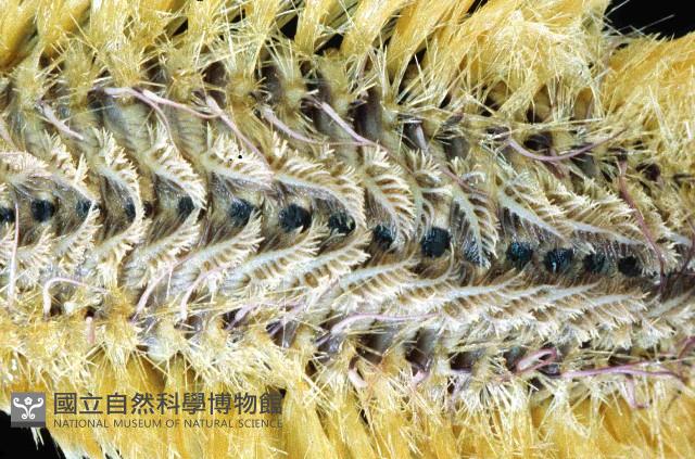 黃海毛蟲藏品圖，第2張