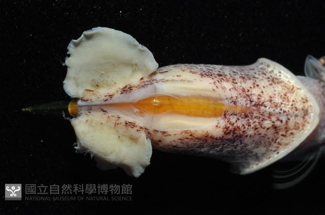 皮羅魷魚藏品圖，第2張