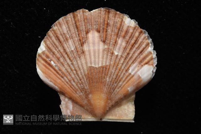 箱形海扇蛤藏品圖，第2張