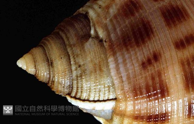 斑帶鬘螺藏品圖，第2張