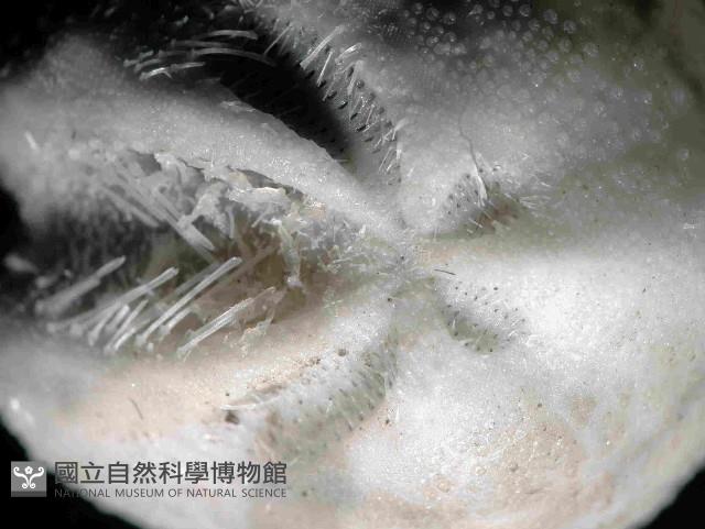 凹卵形(凹裂星)海膽藏品圖，第2張