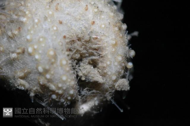 小葫蘆海膽藏品圖，第2張