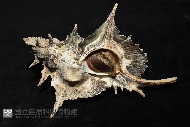 岩石芭蕉螺藏品圖，第2張