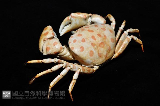 紅斑斗蟹藏品圖，第2張
