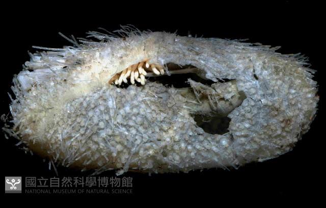 未知種汽海膽藏品圖，第2張