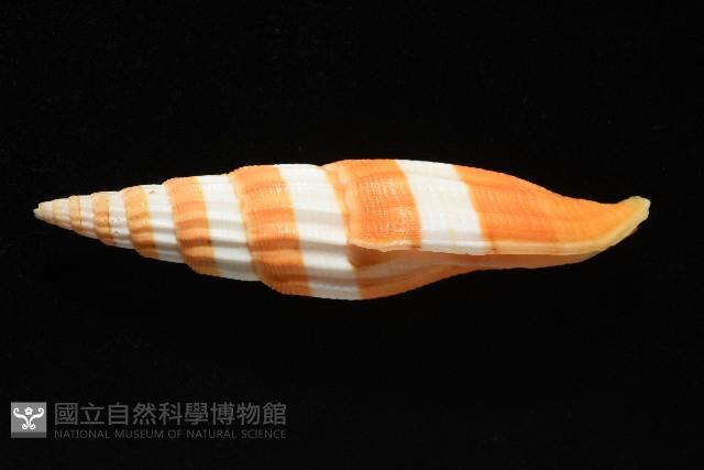 登錄號:007819-00120藏品圖，第2張