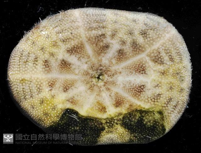 網楯海膽藏品圖，第2張