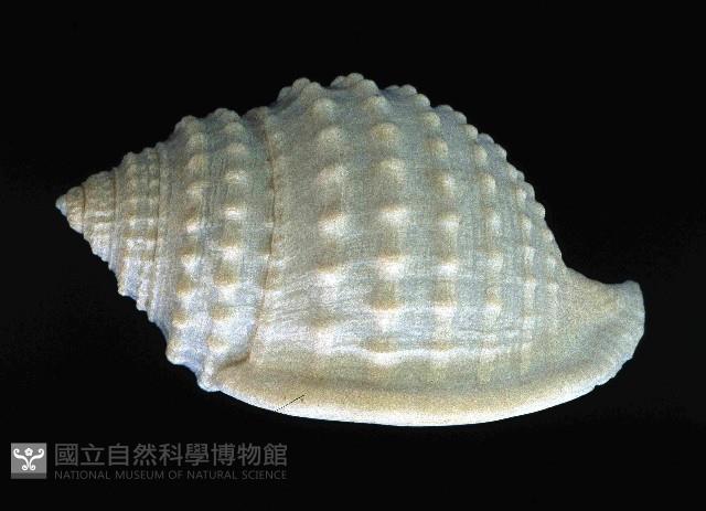 玉珠鼓螺(玉珠鶉螺)藏品圖，第2張