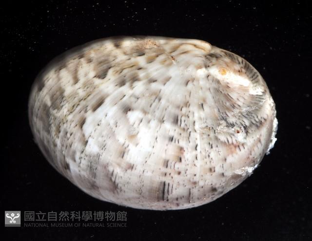 玉女蜑螺藏品圖，第2張