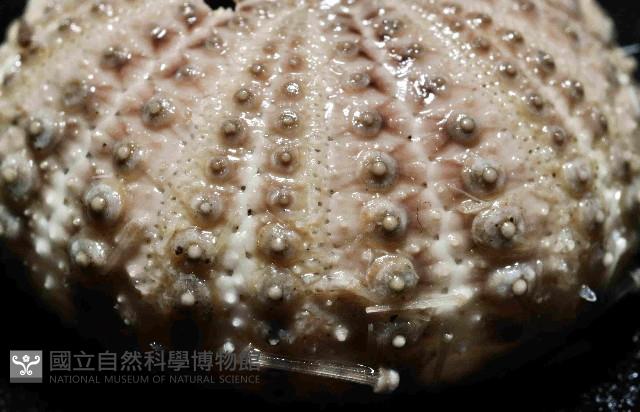 芮氏刻肋海膽藏品圖，第2張