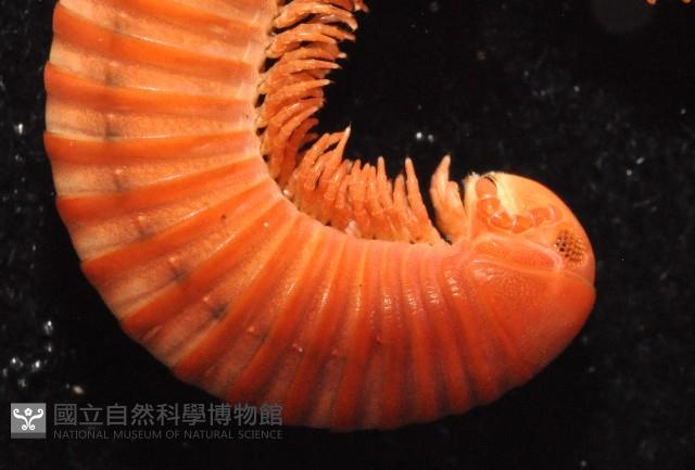 磚紅厚甲馬陸藏品圖，第2張