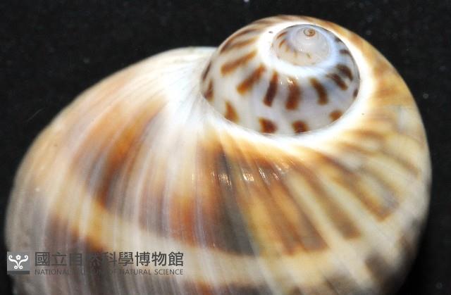 小灰玉螺藏品圖，第2張