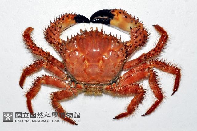 武裝深海蟹藏品圖，第2張
