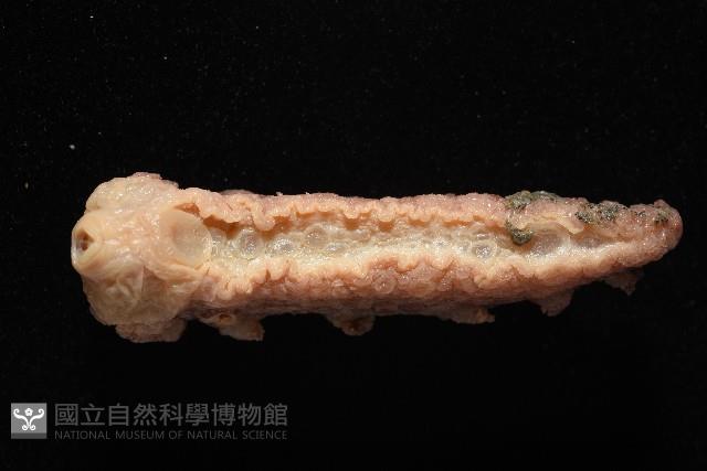 未知種海蛞蝓藏品圖，第2張