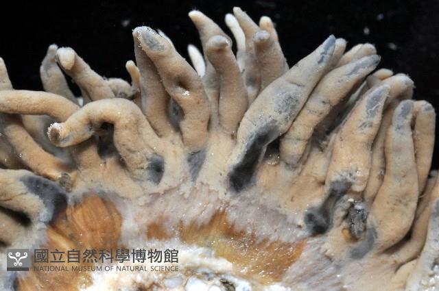 未知種海葵(海葵目)藏品圖，第2張